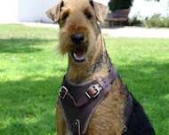 Airedale Terrier Agitation /Protection Leather Dog Harness H1