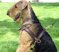 Airedale Terrier Tracking and Pulling Leather Dog Harness - Click Image to Close