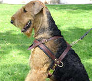 Airedaleterrier Opsporing en Trekken Lederen Tuig