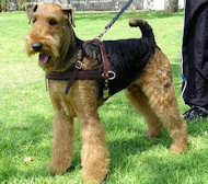 Airedale Terrier Such-Hundegeschirr aus Leder H5