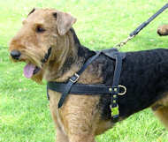 Airedale Terrier Tracking and Pulling Leather Dog Harness