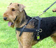 Airedale Terrier de seguimiento, caminar arns del perro