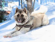 Harnais confort en cuir pour Husky