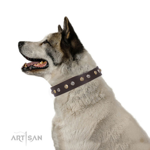 Wide Dog Collar for Akita