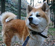 Extra breites Lederhalsband fr Akita Inu