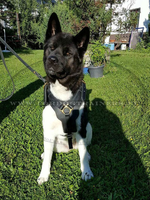 Leather Dog Harness Adjustable for Akita Inu