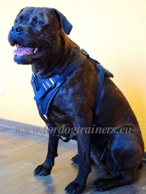 Leather Dog Harness Sturdy for Protection