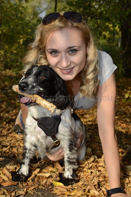 Harnais en cuir pour chien