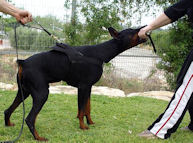 Dobermann Nylon multi-purpose dog harness H6 - Click Image to Close
