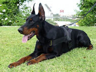 Dobermann Nylon multi-purpose dog harness H6