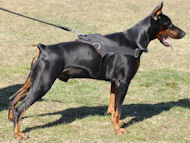 Allwetter-Hundegeschirr aus Nylon H6 für Dobermann