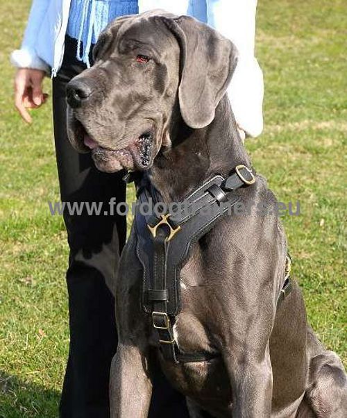 Hundegeschirr für jeden Tag