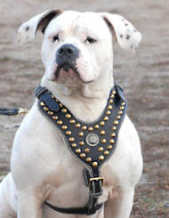 Pettorina esclusiva in pelle naturale per American Bulldog