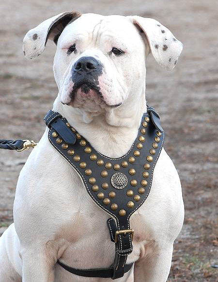 Studded Leather Harness Royal for American Bulldog - Click Image to Close