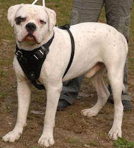 American Bulldog Studded Walking Dog Leather Harness