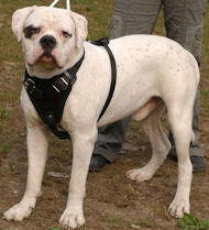 American Bulldog Perro de cuero tachonado arns de