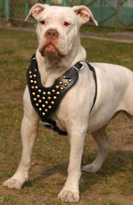 American Bulldog Harnais de cuir clouté pour chien