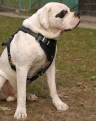 Amerikanische Bulldogge ideales Ledergeschirr