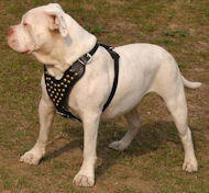American Bulldog studdes leather harness
