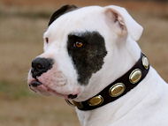 Collier en cuir avec dcoration pour Bulldog Amricain