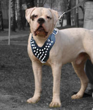 Spiked leather dog harnesses H9 for American bulldog