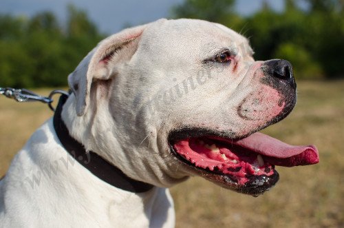 Amercian Bulldog Strong Leather Collar