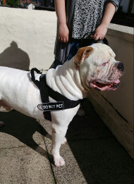 Pulling Nylon Harness for American Bulldog [H17##1057 Pettorina in nylon da traino per Bulldog americano]