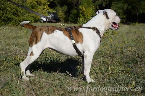 Leather Dog Harness for Bulldogs