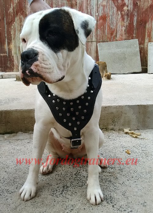 American Bulldog Studded Leather Harness