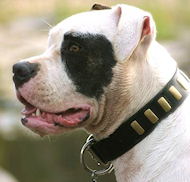 Lederhalsband mit Messing Platten fuer amerikanische Bulldogge