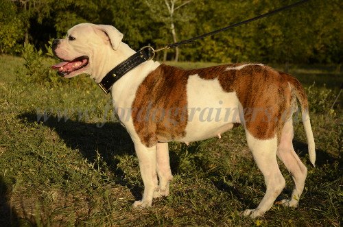 Braided Extra Wide Dog Collar