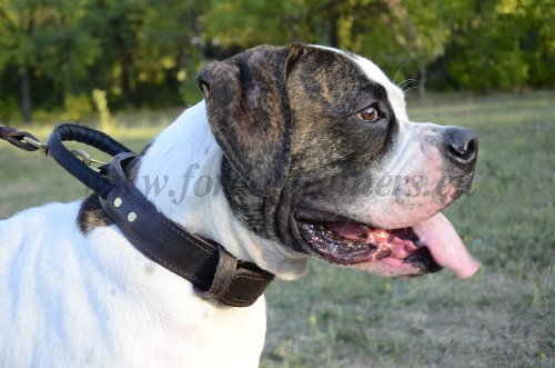 American Bulldog Agitation Collar