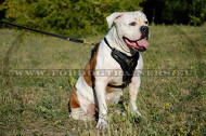 Edles Hundegeschirr aus Leder H10 fuer American Bulldog