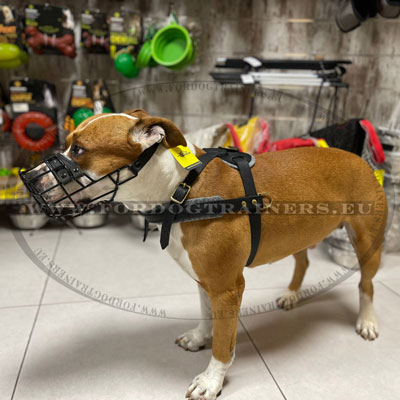 Muzzle for Amstaff Walking and Training