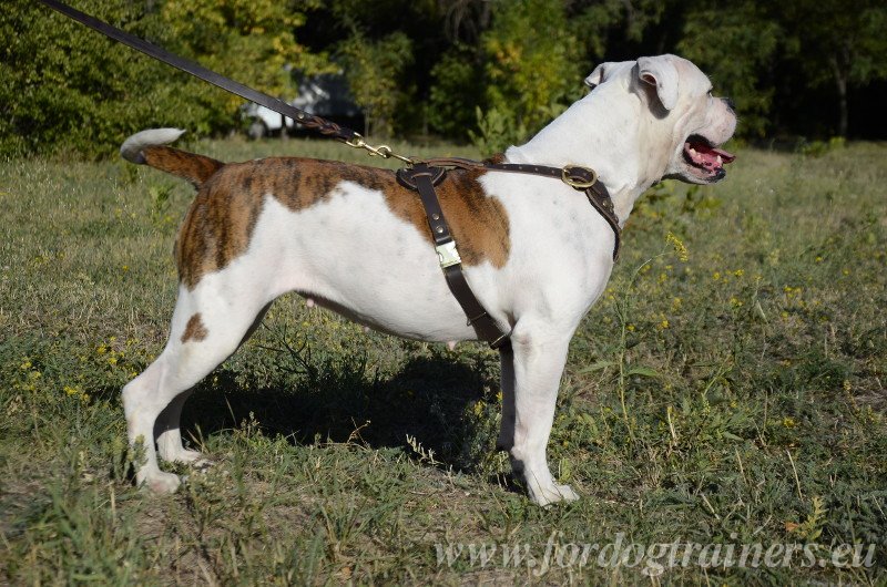 Hundegeschirr Mit Nieten Besetztes Fuerr American Bulldog H15 1057 Pettorina Per Passeggiate Con Bulldog Americano K9 Hundegeschirre Maulkoerbe Und Halsbaender Mit Hundeleinen Eu Von Herstellern Alles Fuer Hundesport
