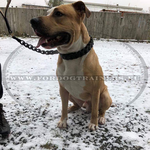 Leather Dog Collar for American Staffordshire