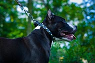 Amstaff Gorgeous Studded Collar⚫