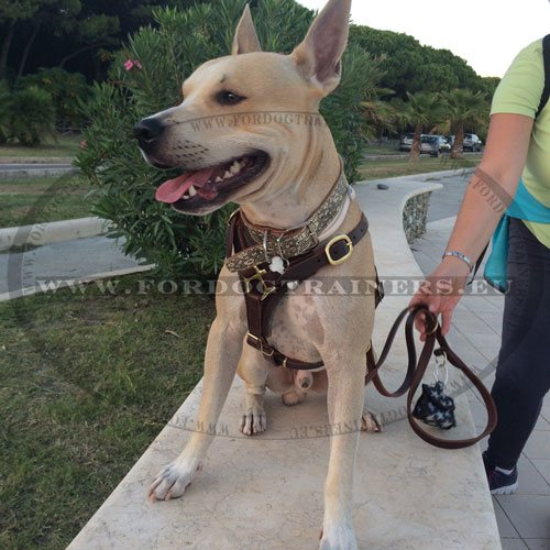 Laisse en cuir multifonctionnelle pour chien