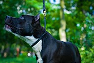 Amstaff Lederhalsband fr die Erziehung