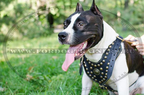 Harness luxe for Amstaff