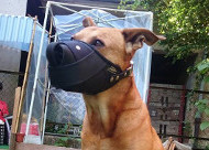 Extra Practical Amstaff Muzzle Leather&Nylon☛