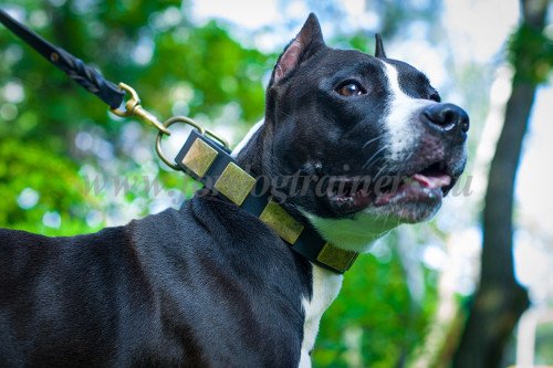 Collar for Dog with Wide Brass Plates