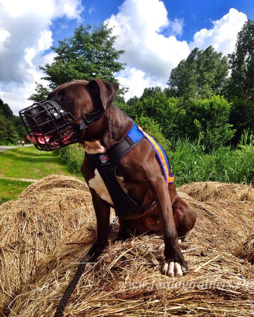 Multifunctional Cage Muzzle for Pitbull