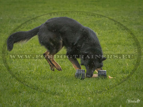 Haltre en bois aux disques amovibles pour chien