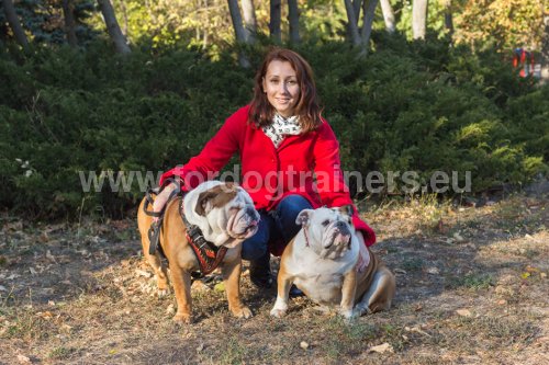 Harnais en cuir pour Bouledogue anglais