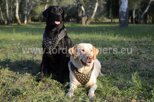 Harnais dcor en cuir pour Labrador