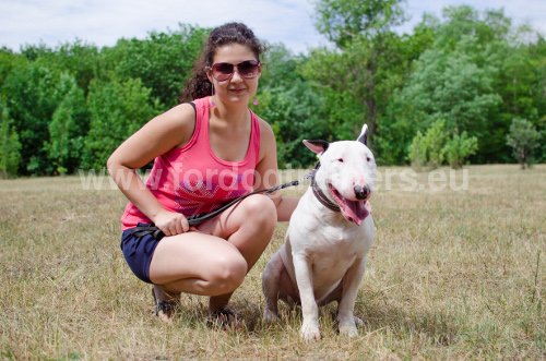 Collier en cuir pour Bull Terrier