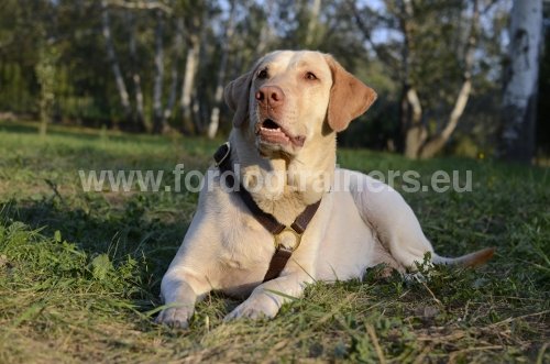 Harnais en cuir pour Labrador