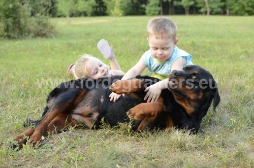 Matériel pour Rottweiler