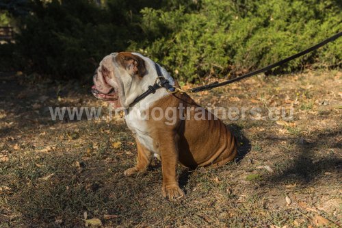 Collier pour Bouledogue anglais